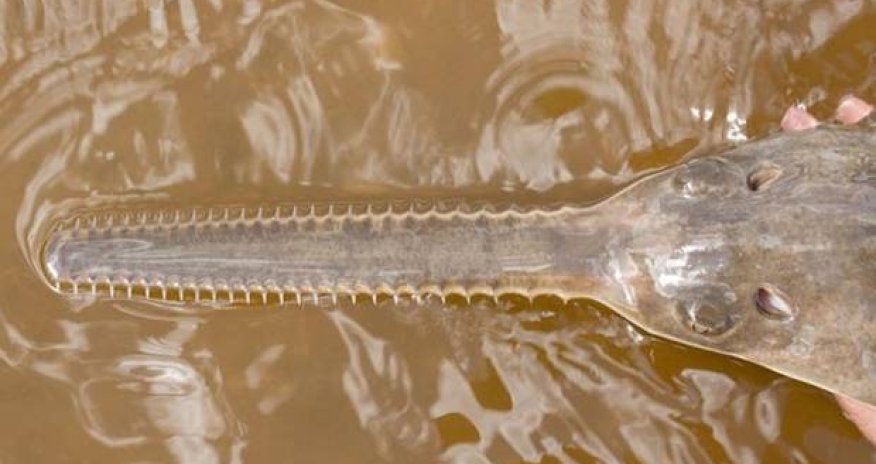 Sawfish 'virgin births': Species procreates without males, says study