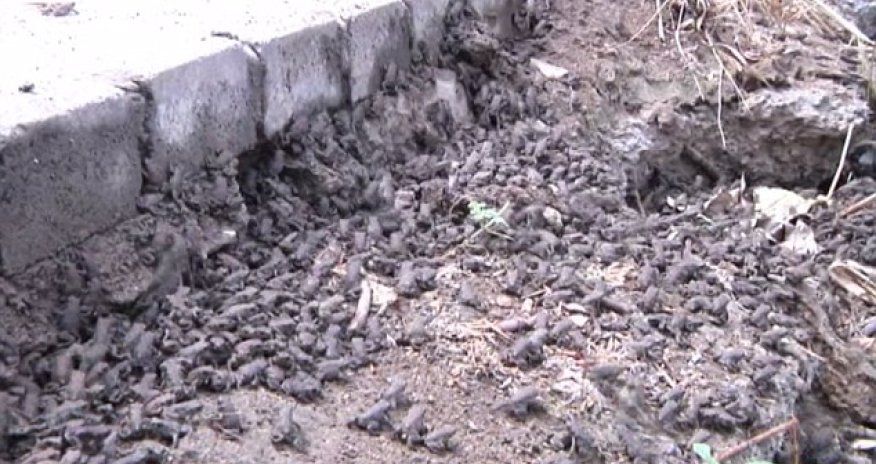 Tens of thousands of TOADS descend on town following heavy rainfall