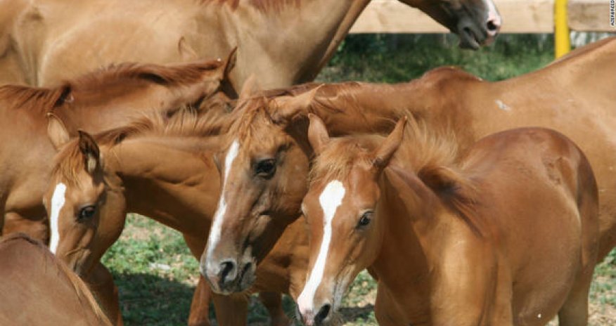 Сюжет CNN об игре човган