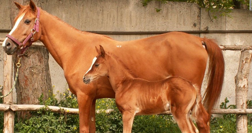 Azerbaijan fights to protect national animal from extinction