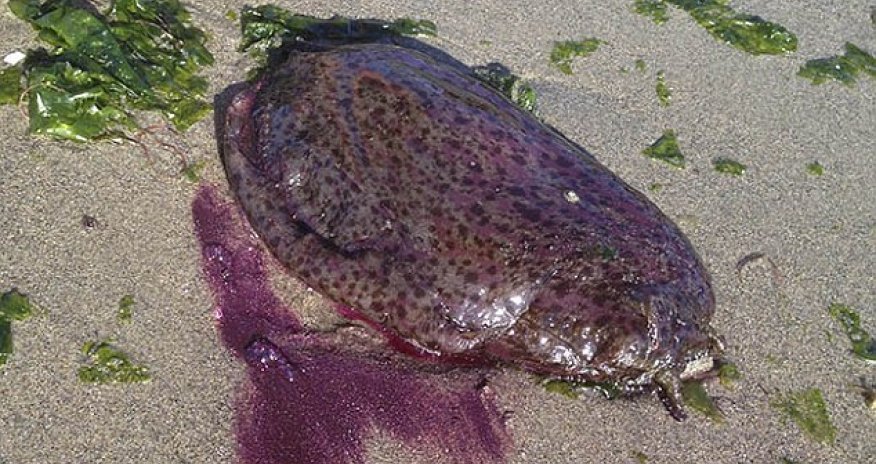 California residents call police after as giant purple sea slugs wash up on beach