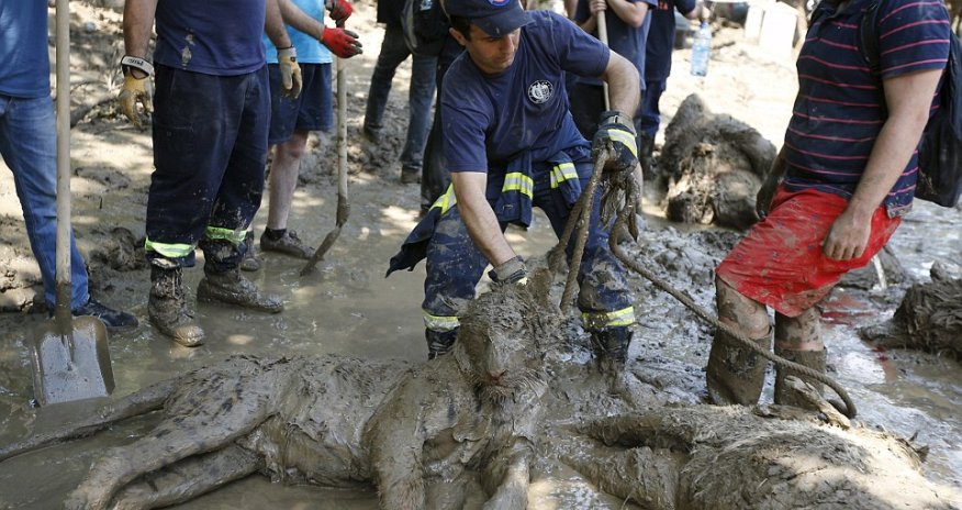 A pitiful end for the animals of Georgia's flooded zoo