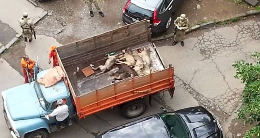 В Тбилиси переловили всех зверей