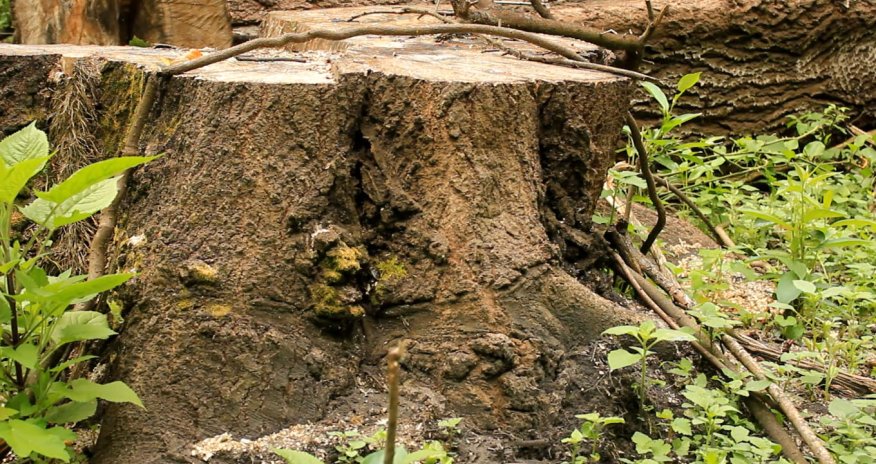 NO COMMENT: Геноцид деревьев в Гахском районе