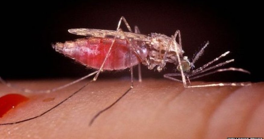 New anti-malaria drug developed at Dundee University