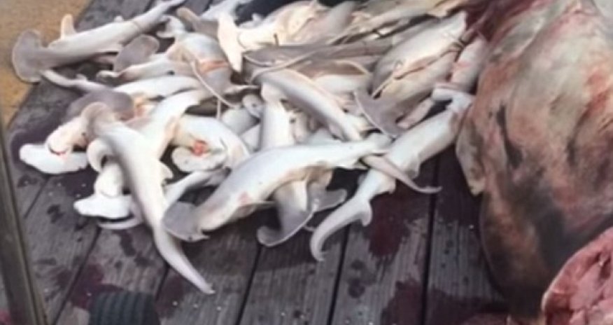 Fisherman removes 34 baby sharks from the body of dead hammerhead mother