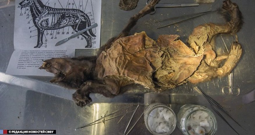 'World's oldest mummified dog' goes under the knife