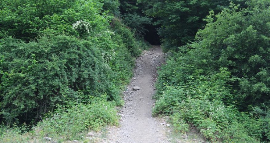 Хыналыгский лес  - ФОТО