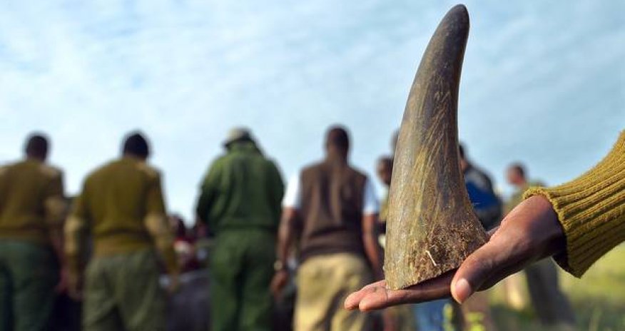 Synthetic rhino horns are being 3D printed in an effort to defeat poachers