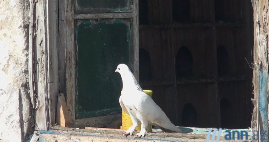 POSTCARD: Он готов поменять автомобиль на голубей...