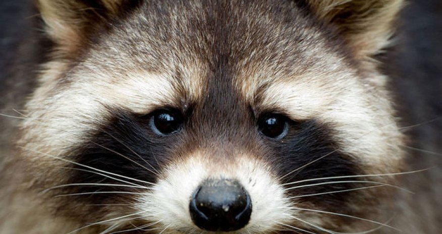 Пьяный енот развеселил рабочих