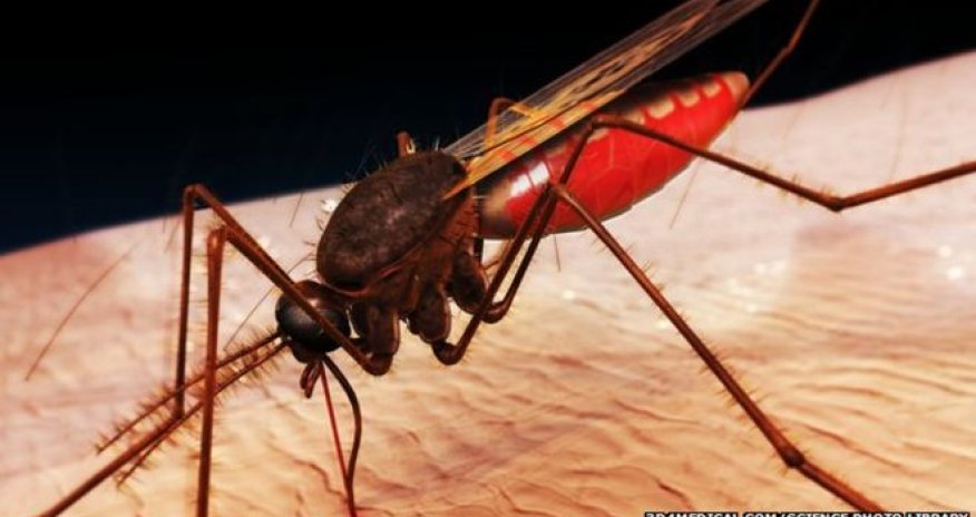 Ebola crisis in Guinea 'has set back malaria fight'