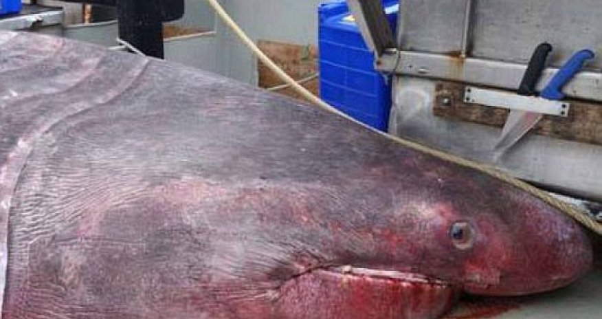 A REAL monster of the deep!