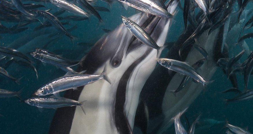 Greatest shoal on earth!
