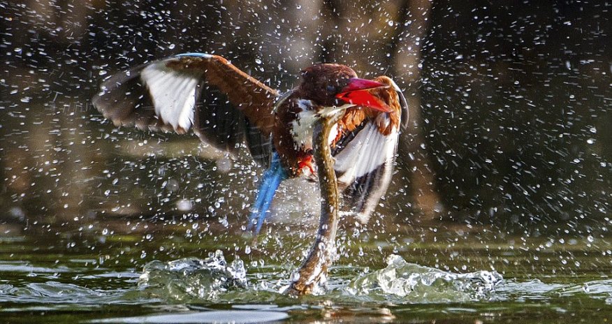 Kingfisher survives being dragged underwater