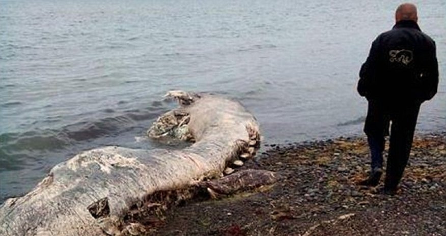 What is this mysterious 'furry dolphin'?
