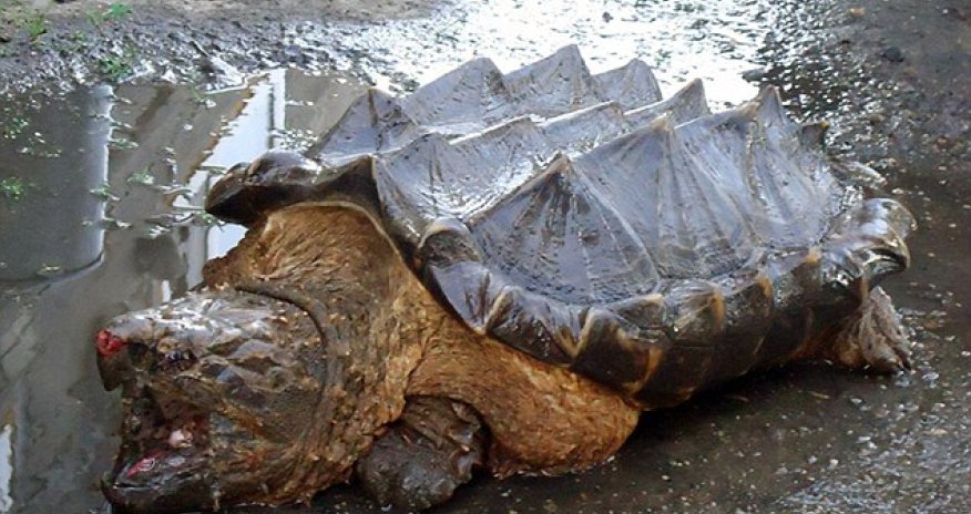 What the shell is that?