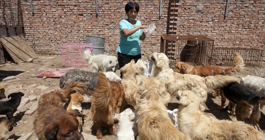 Revealed, the hero of the Chinese dog meat festival