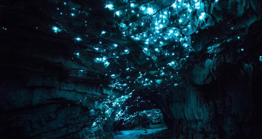 Photographer's mesmerising shots of glow worms