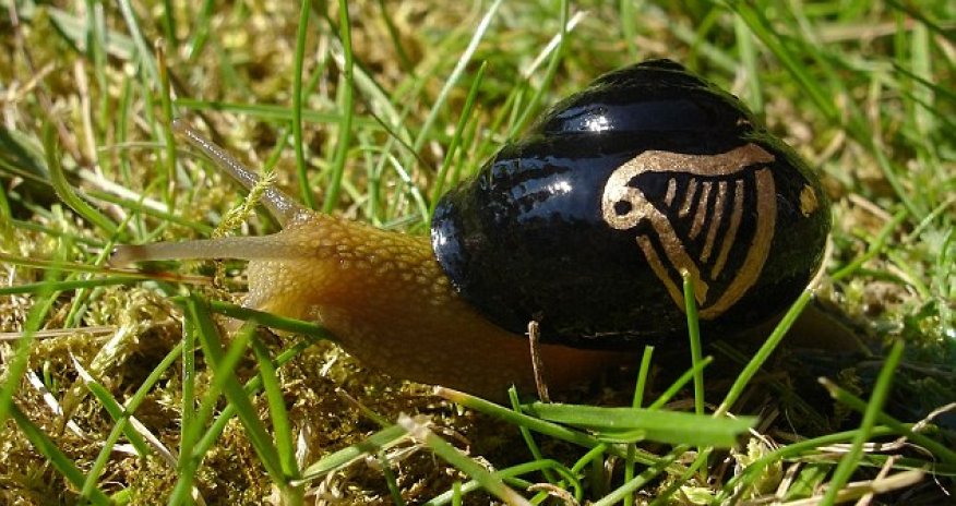 Has anyone got any snail polish remover?