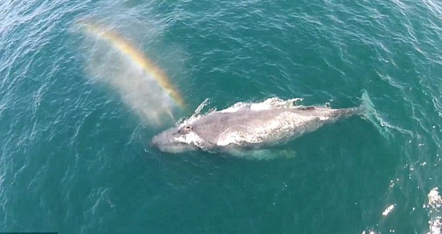 Drone captures humpback whale spraying a RAINBOW from its blow hole