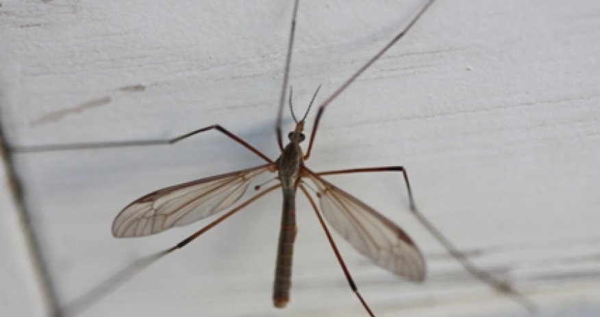 Наиболее опасные животные