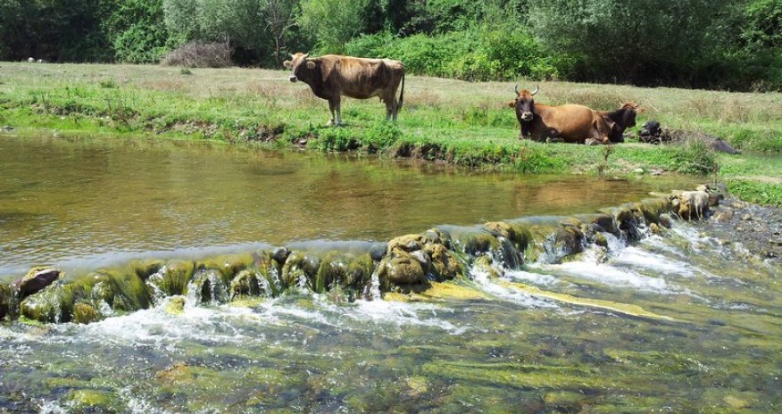 Животный мир села Кохнягышлаг - РЕПОРТАЖ
