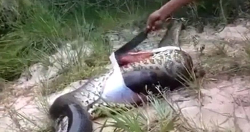 Villagers cut open swollen body of a dead anaconda to discover ...