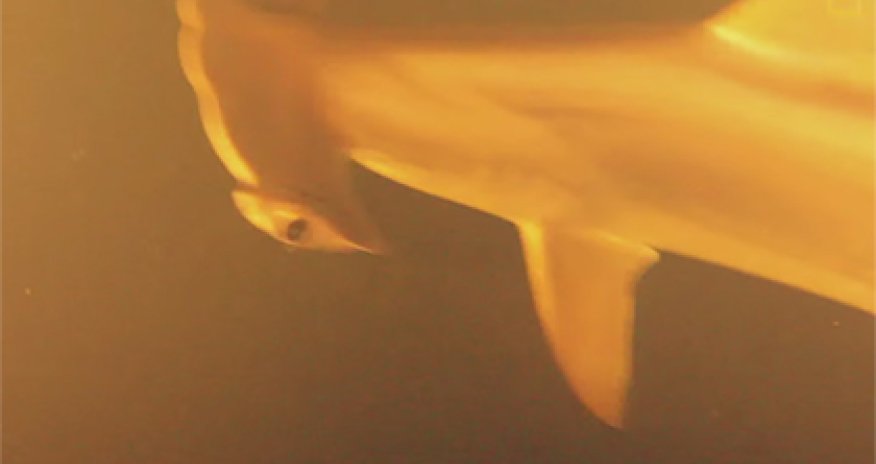 В кратере действующего вулкана нашли живых акул