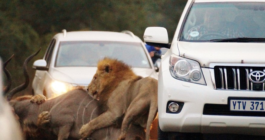 Breathtaking moment beasts catch antelope