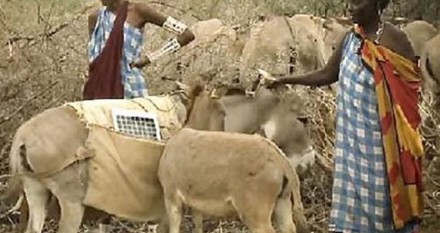 Elektrik enerjisi almaq üçün eşşəklərdən istifadə edirlər