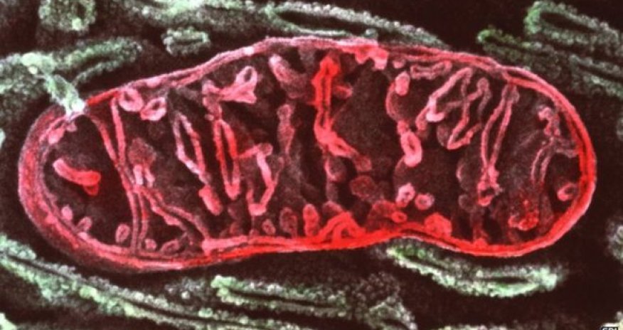 Mitochondrial disease study raises hope of treatment