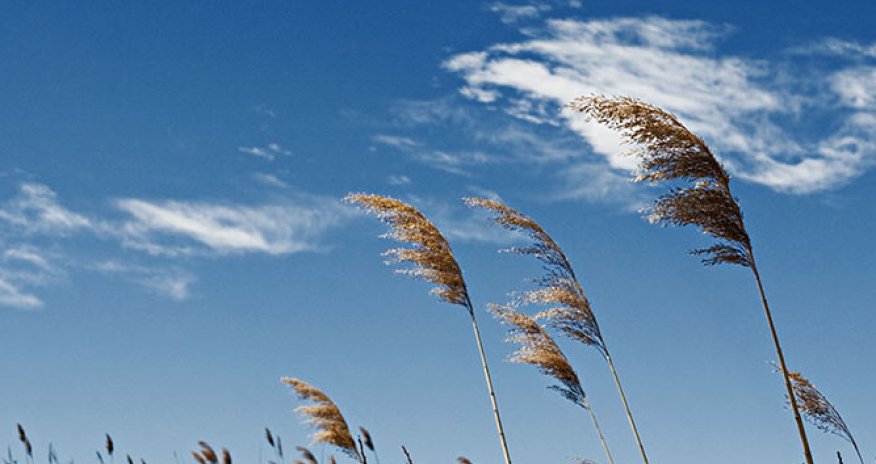 Baku weather forecast for July 17