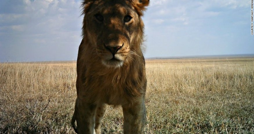 15 animal 'selfies' will change your view of the animal kingdom forever