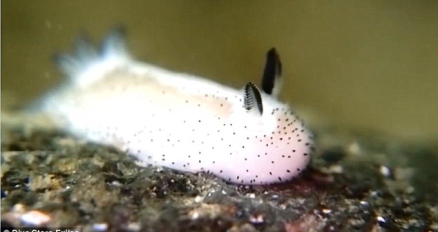 Who knew slugs could be CUTE?