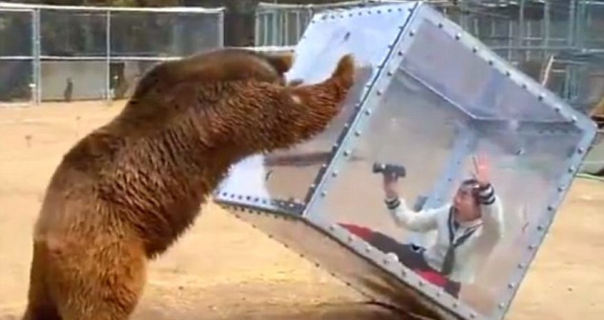 Could you grin and BEAR it?