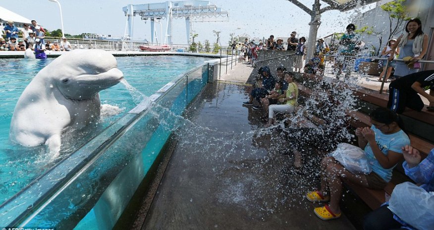 Having a whale of a time in a heatwave