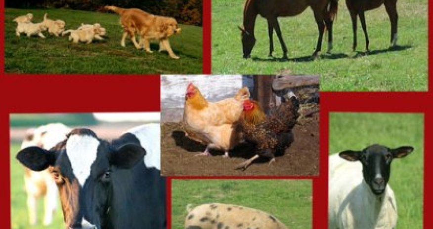 Azerbaijan's 1H agricultural production expands y/y