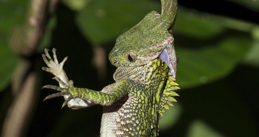 Incredible moment a skinny snake swallows a much fatter lizard head first