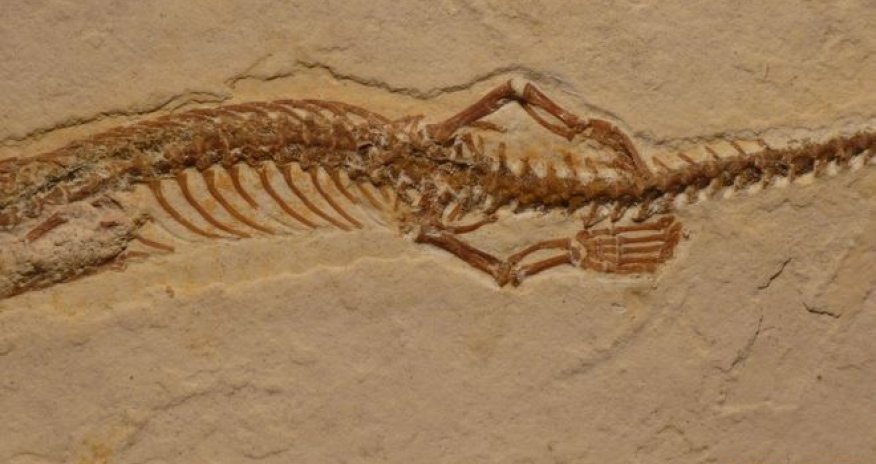Four-legged snake ancestor 'dug burrows'