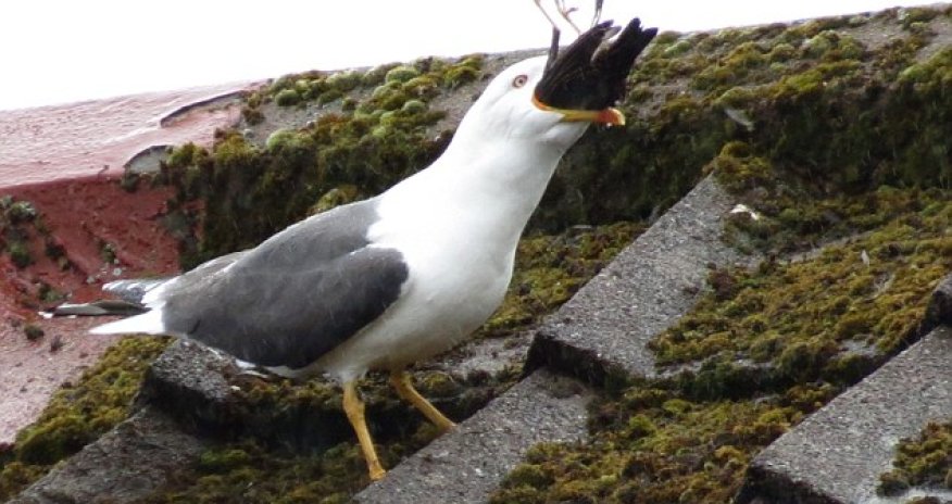 Seagull turns cannibal and smashes a tiny starling