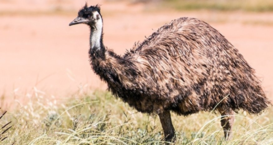 Эму стала звездой интернета