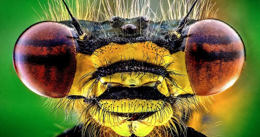 If you're scared of insects, look away from these magnified images
