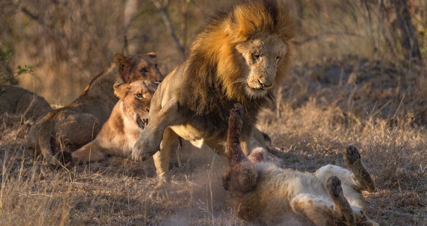 Photographer captures incredible images of lions fighting over their food
