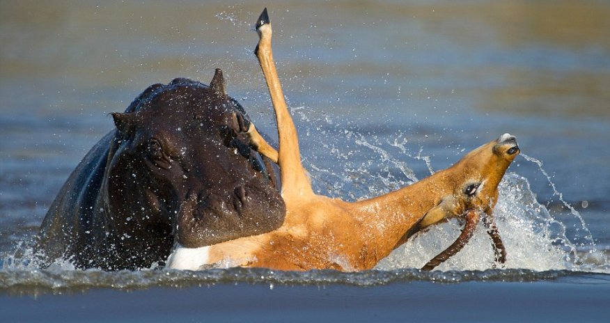 Escape from the hungry hippos