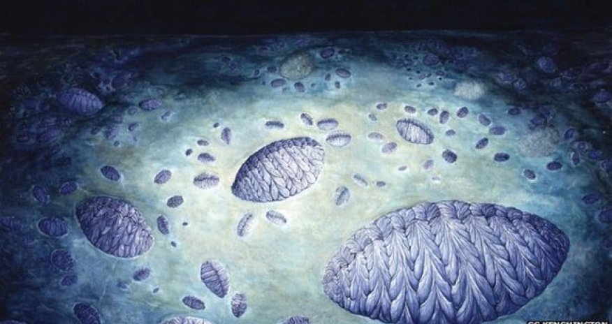Sex life of ancient Fractofusus organism revealed