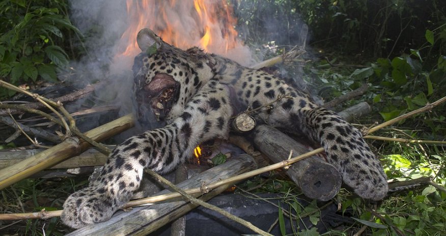 Leopard that injured five villagers in India is beaten to death with sticks and cremated