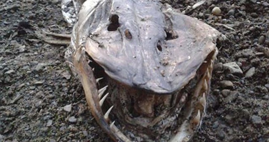 Is this a lake monster or just a dead pike?