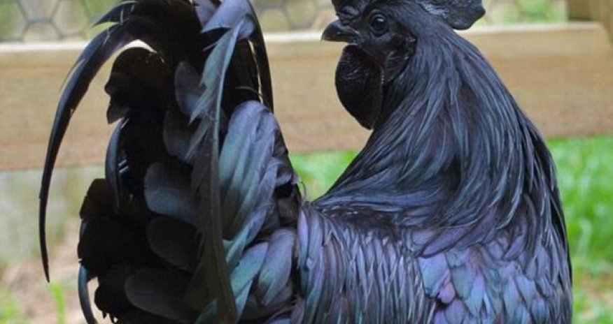 Day-old chicks of rare breed now selling for $200 in latest craze