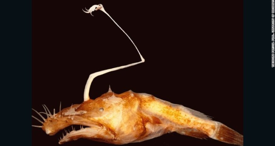 New scary-looking fish species comes from the ocean's dark depths